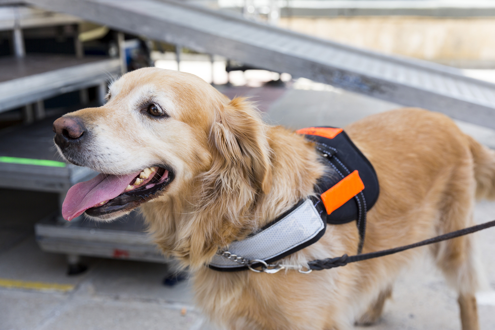 Service Animals in the Workplace: Questions and Answers